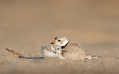 A Mother’s Heart Confesses To The Lost Ones