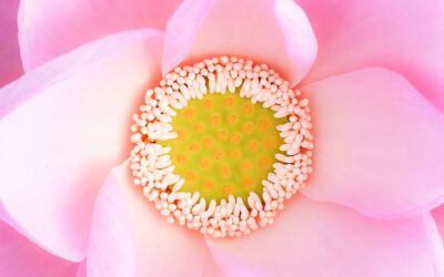 A Unified Language of Love