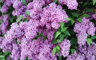 The Language of Peace – Bowing Deeply