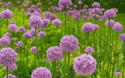 Living the Prayer of the Soul – How Beauty Transforms Us