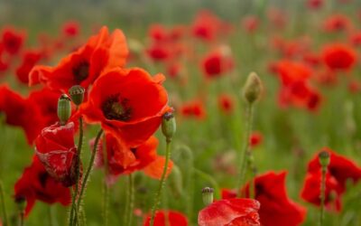 Stardust & Poppies – A Little Perspective
