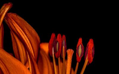 Honoring The Soul – How To Live An Authentic Life