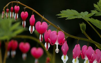 Love Is The Bridge Over Troubled Water