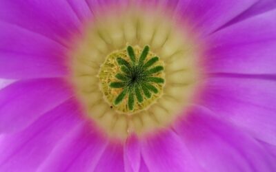 Joy Comes Softly