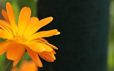 The Simplicity of Grace and How It Flows